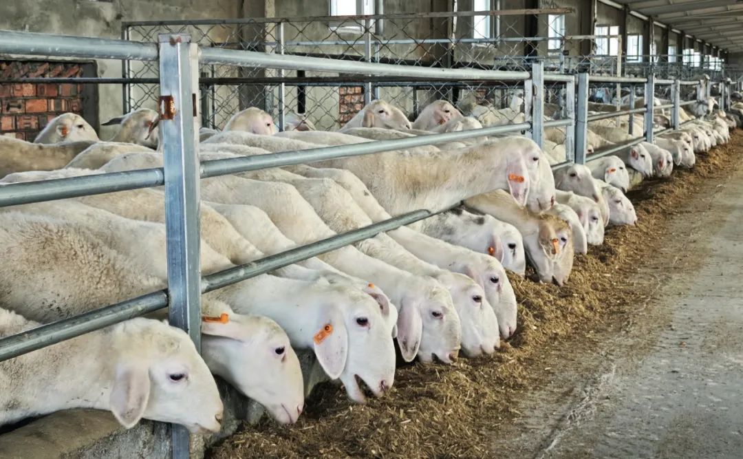 新疆克拉玛依市克拉玛依区：乡村搭上“数智快车”(图2)