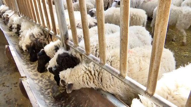 措美县哲古镇：产业强镇绘就草原好“丰”景(图4)