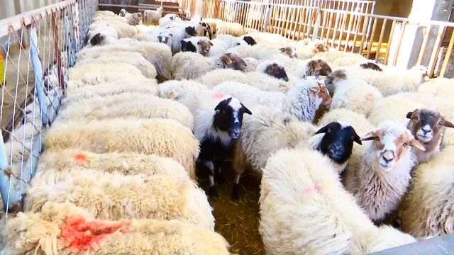 措美县哲古镇：产业强镇绘就草原好“丰”景(图3)