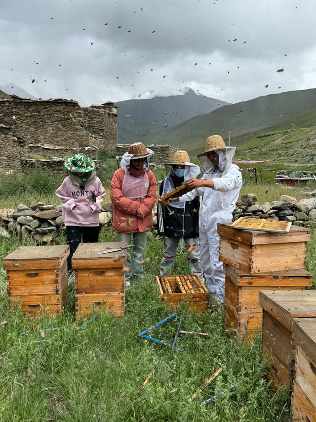 措美县哲古镇：产业强镇绘就草原好“丰”景(图5)