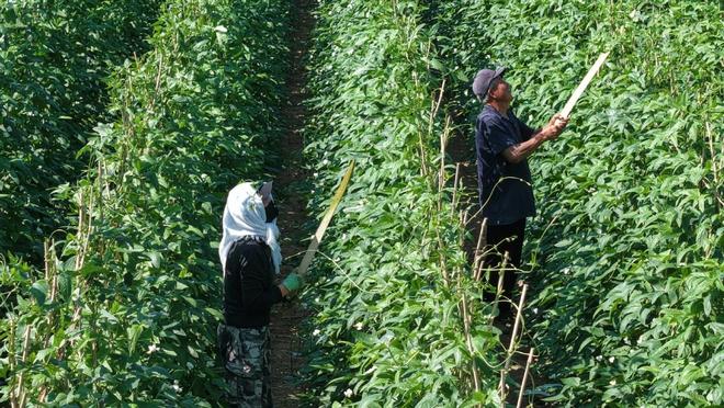 内蒙古翁牛特旗：架豆角架起丰收的品牌(图1)