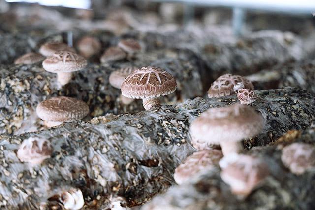 赤峰市林西县：三产融合的共富实践(图1)