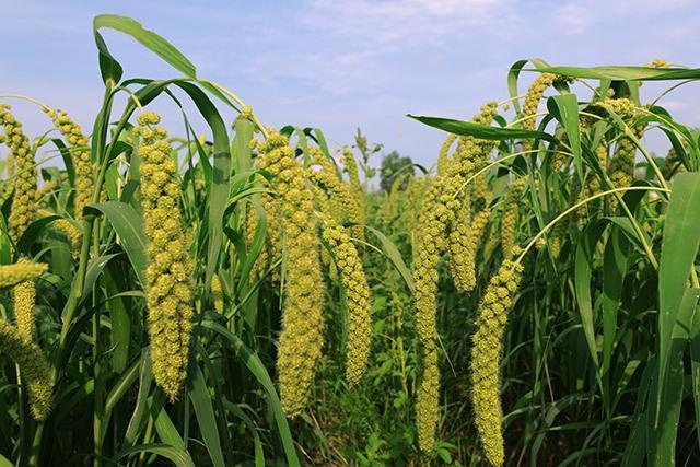 赤峰市林西县：三产融合的共富实践(图3)