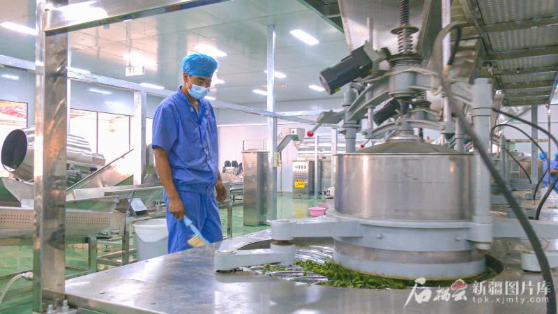 戈壁野草变身“黄金纤维”——尉犁县罗布麻“链”成富民增绿大产业br(图1)