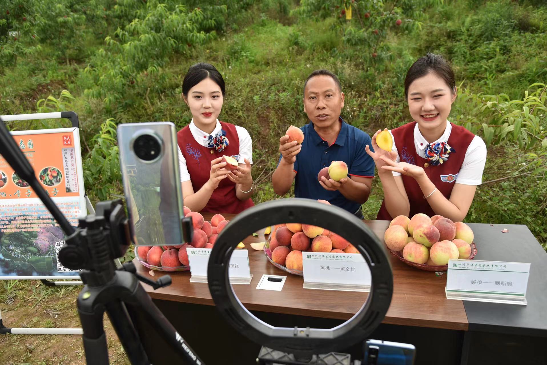凤县花椒正飘香 电商直播助增收