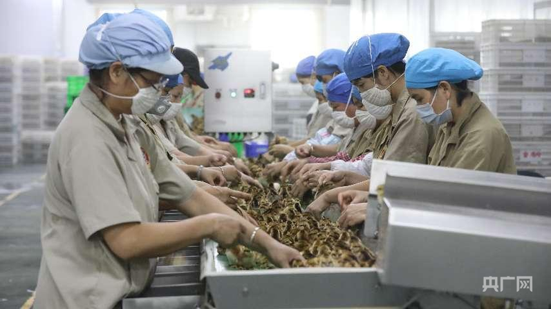 小特产变身大产业 绘就特色农业新图景(图3)