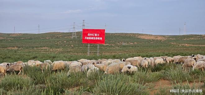 宁夏有梦青年电商：以谷开元滩羊品牌书写乡村振兴新篇章(图1)