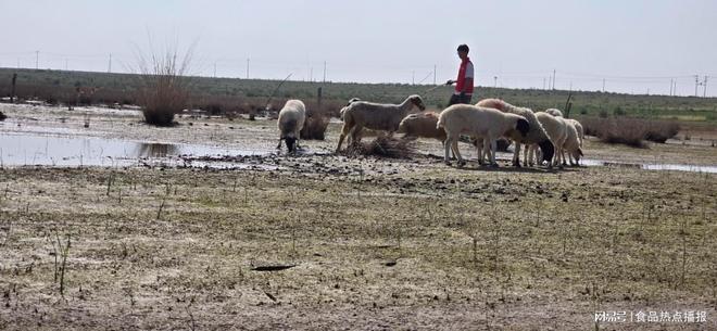 宁夏有梦青年电商：以谷开元滩羊品牌书写乡村振兴新篇章(图2)