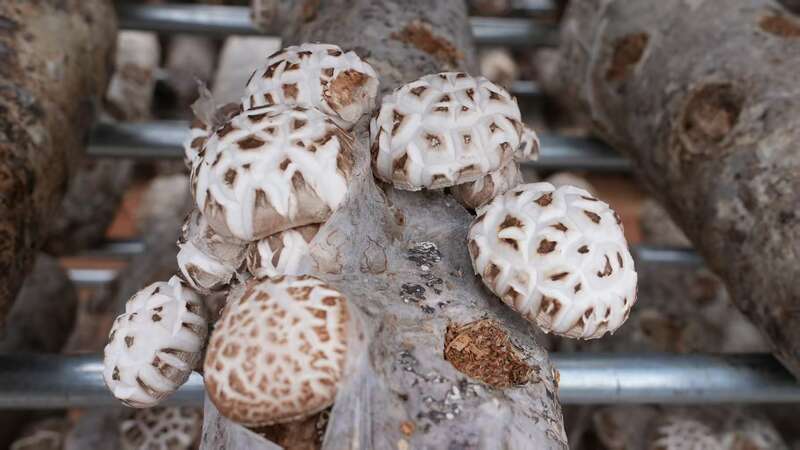 活力中国调研行丨随州老乡的香菇何以香飘世界