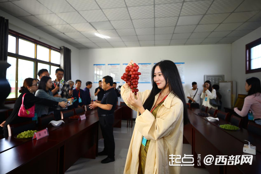 葡香不怕巷子深 鄠邑区：小葡萄“串”起富民兴村大产业(图2)