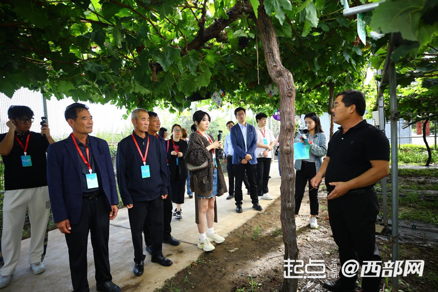 葡香不怕巷子深 鄠邑区：小葡萄“串”起富民兴村大产业