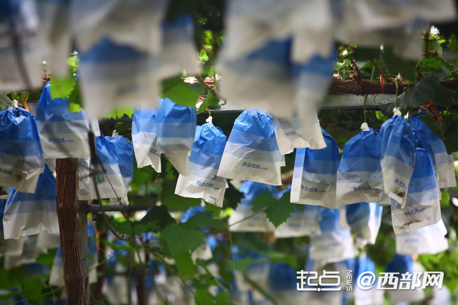 葡香不怕巷子深 鄠邑区：小葡萄“串”起富民兴村大产业(图4)