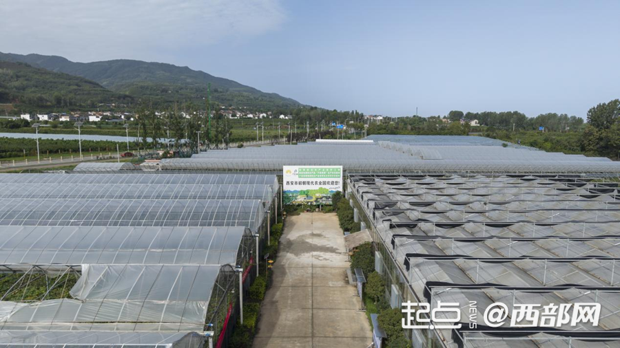 葡香不怕巷子深 鄠邑区：小葡萄“串”起富民兴村大产业(图3)