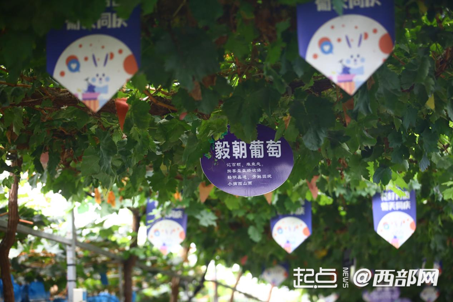 葡香不怕巷子深 鄠邑区：小葡萄“串”起富民兴村大产业(图6)