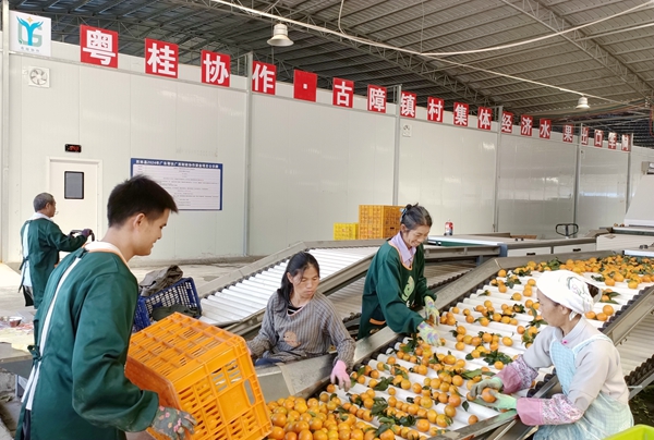 五年深耕结硕果 粤桂携手让西林“甜蜜果”变富民“黄金果”