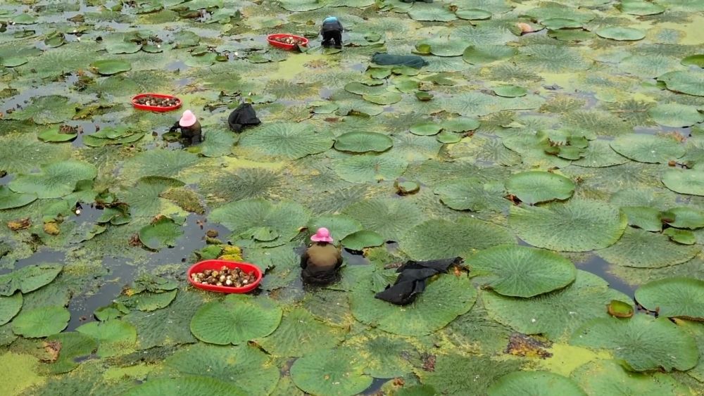 新华视点｜“小特产”撬动“大产业”：特色产业激活经济新动能(图1)