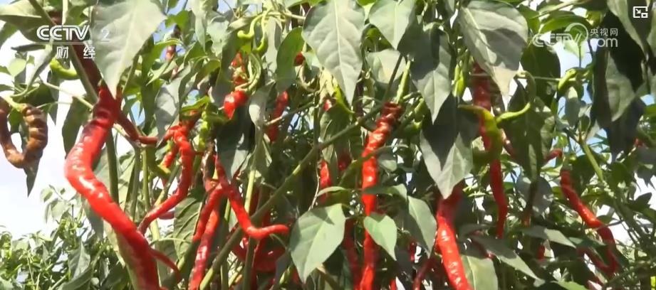 金秋好“丰”景：特色作物迎采收高峰 多元产业奏响经济增收“交响曲”(图3)