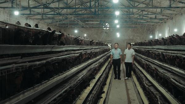 直播带货打开新销路平安融易普惠金融助农增收(图1)