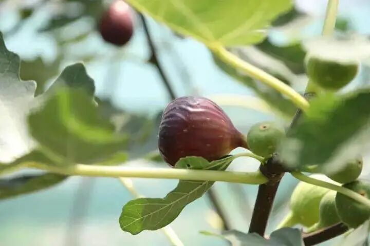 中卫：“云”端发力让特色农产品直播出圈(图3)