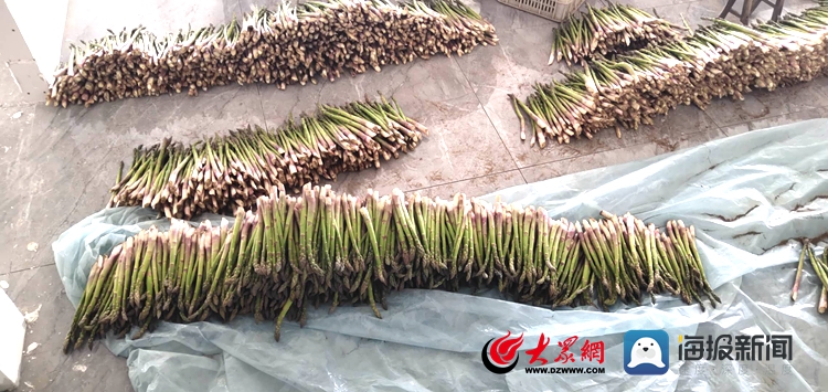 “艾上绿芦笋”直播带货遍地开花！莒县农特产品变“香饽饽”(图5)