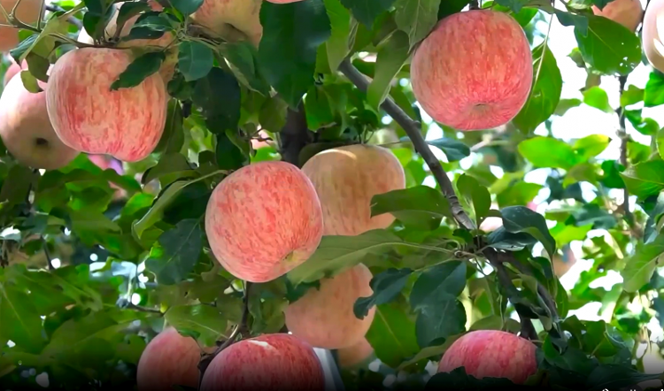 国庆里“说”丰年丨20万斤苹果不愁卖！12年前《乡村里的中国》那个小山村找到了互联网新“土地”(图2)