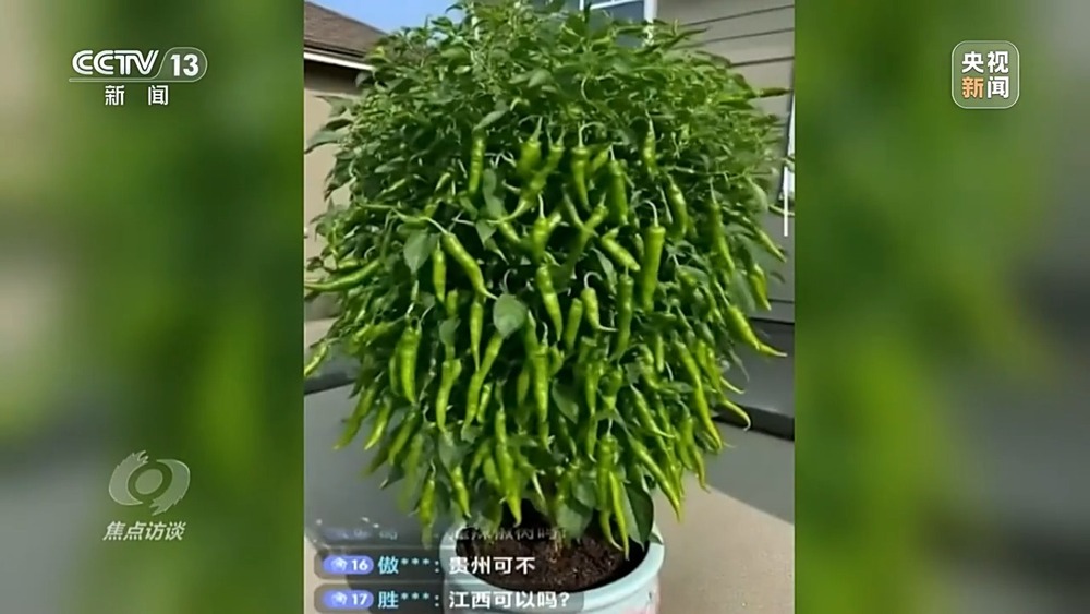 焦点访谈丨你刷到的奥运冠军代言可能是假的！起底AI仿冒带货新骗局