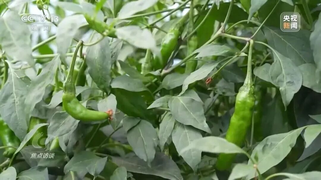 央视曝光！主播直播间用AI仿冒湖南岳阳辣椒带货(图3)