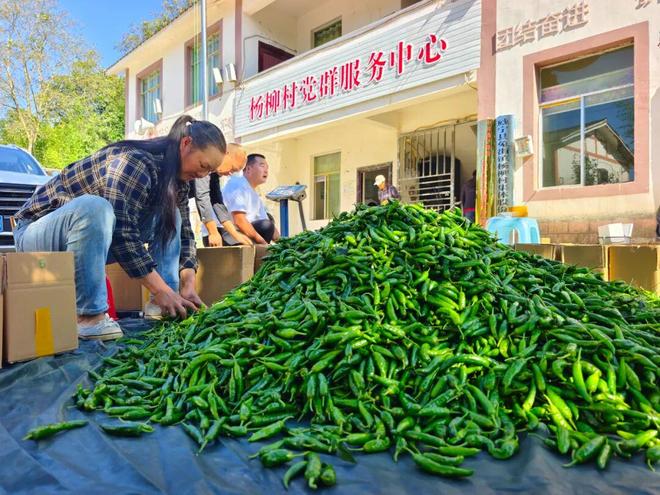 兔街镇：网络直播让优质“山货”直通“云端”(图4)