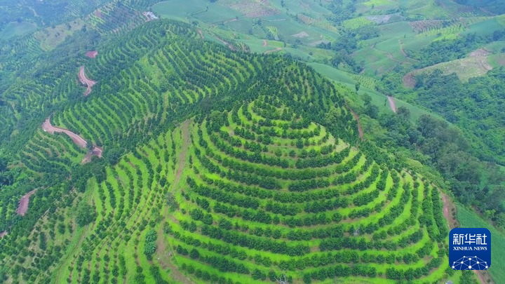 从零到百亿：临沧坚果“链”成记_新华网(图2)