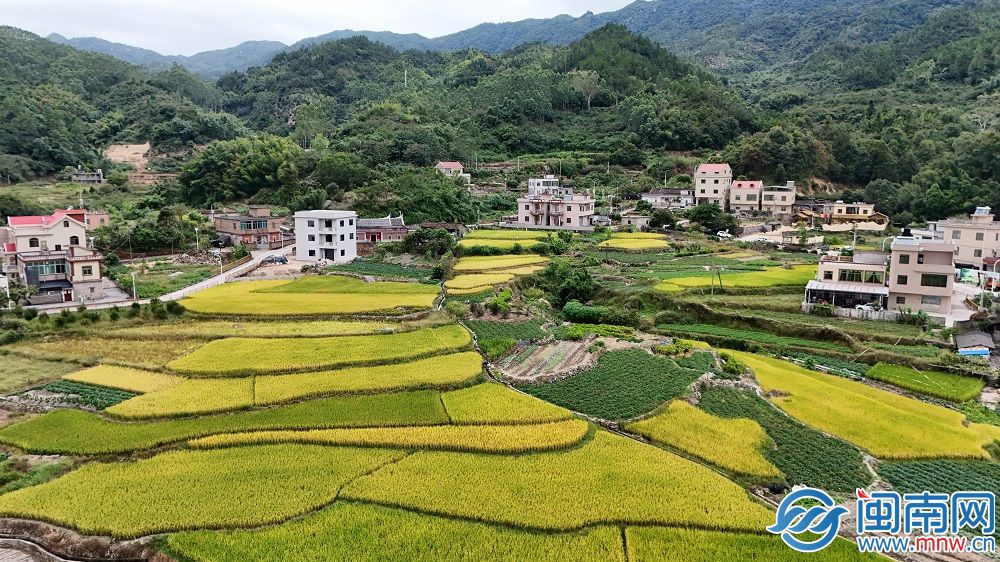 “福农优品・我在家乡等你来”网络直播活动走进厦门同安-新华网(图8)