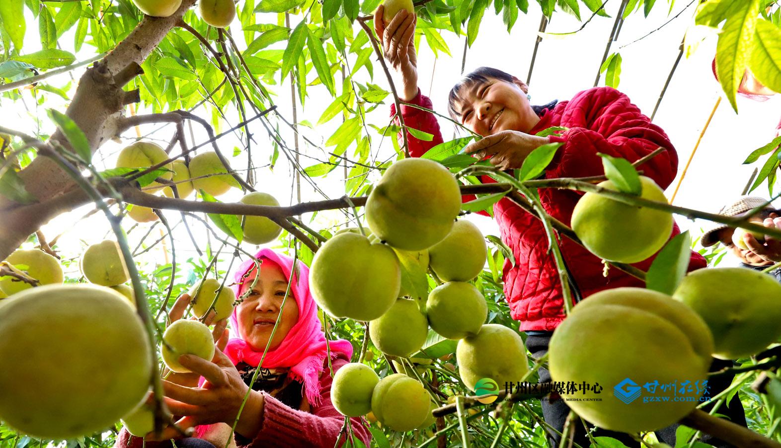 甘州：“直播间”里话振兴(图1)