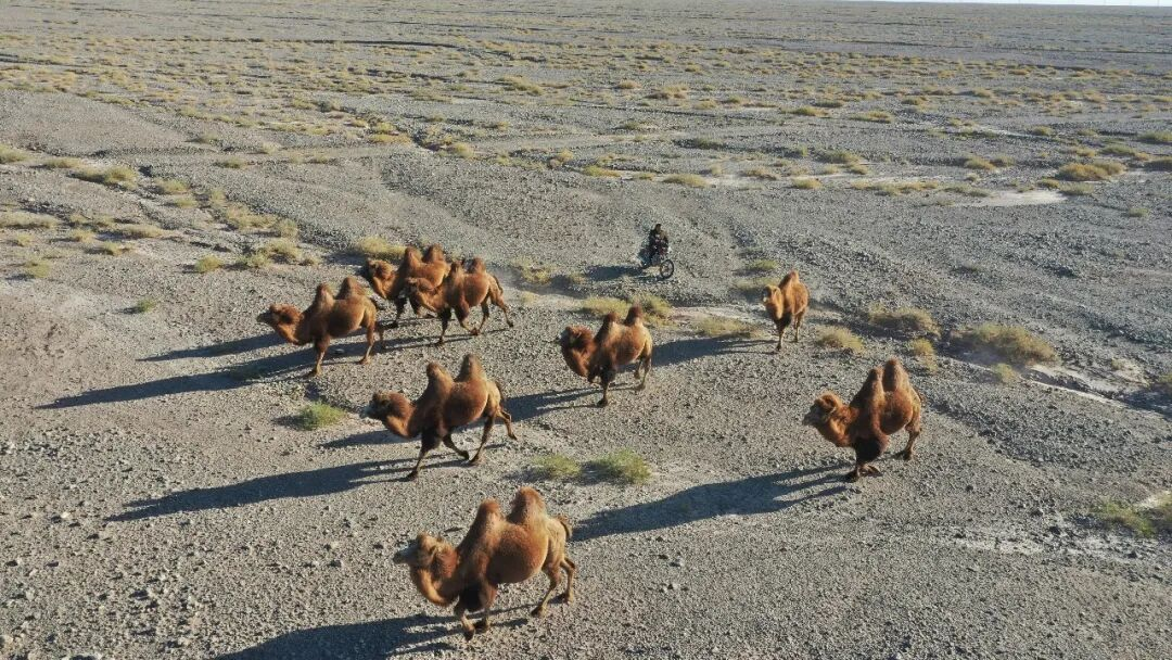 柯坪15万峰母骆驼繁育期“迁徙”戈壁(图1)