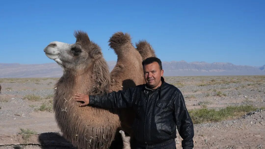 柯坪15万峰母骆驼繁育期“迁徙”戈壁(图2)