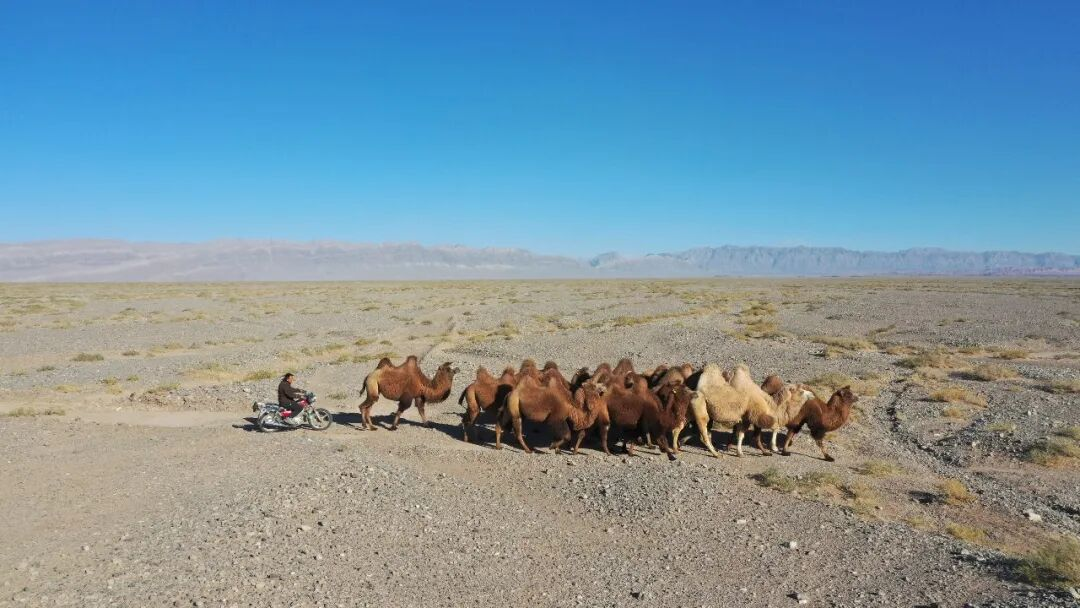 柯坪15万峰母骆驼繁育期“迁徙”戈壁(图5)