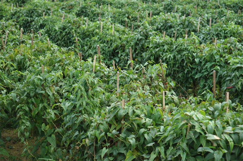 车间建到村里头 致富路在脚下走(图2)