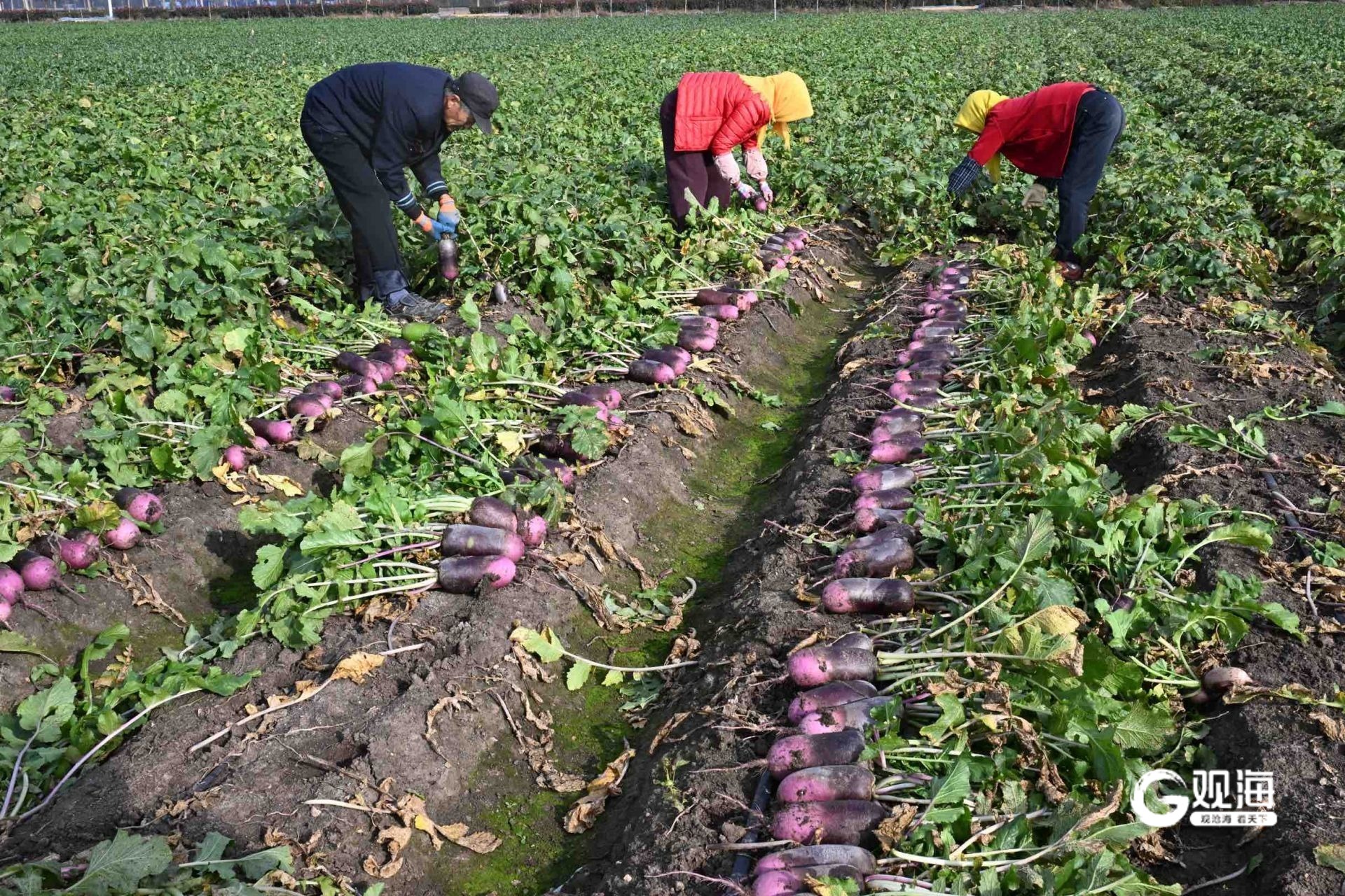 “沾泥土带露水”式直播、一小时接千单！即墨区“网红”书记直播助农增收(图1)