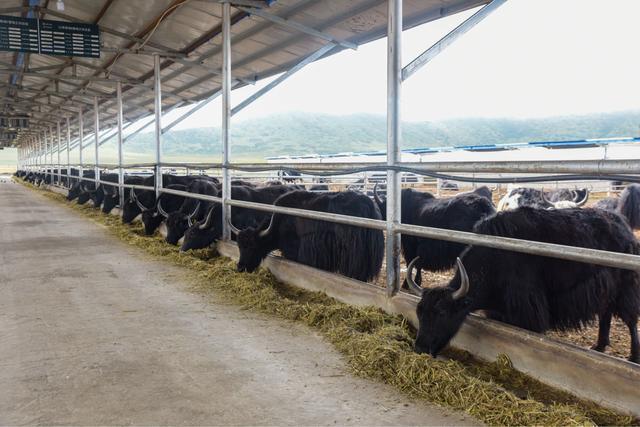 做好“牛”文章 “十四五”以来绵阳结对帮扶红原“犇”向富裕路(图2)