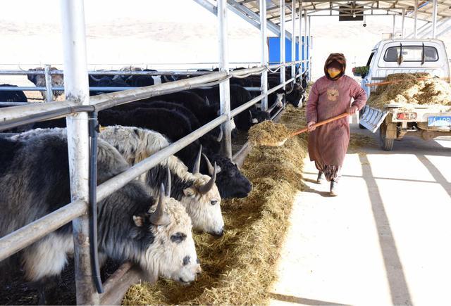 做好“牛”文章 “十四五”以来绵阳结对帮扶红原“犇”向富裕路(图3)