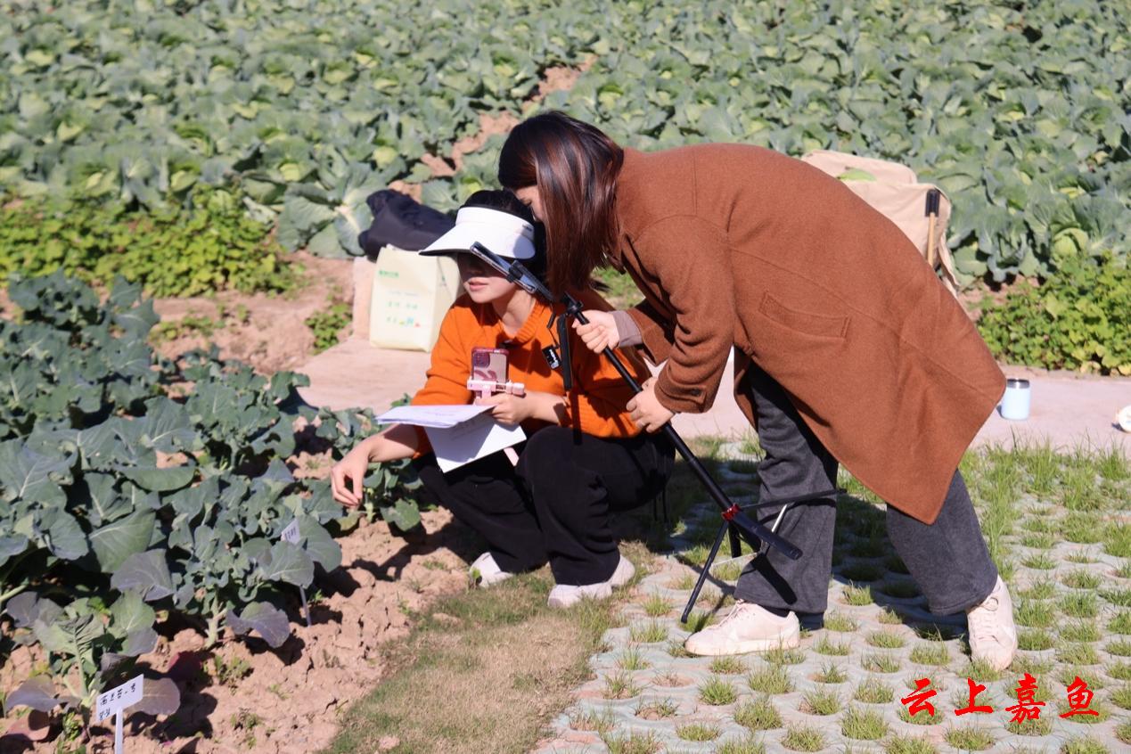 直播带货赋能咸宁嘉鱼蔬菜“线上走俏”(图2)