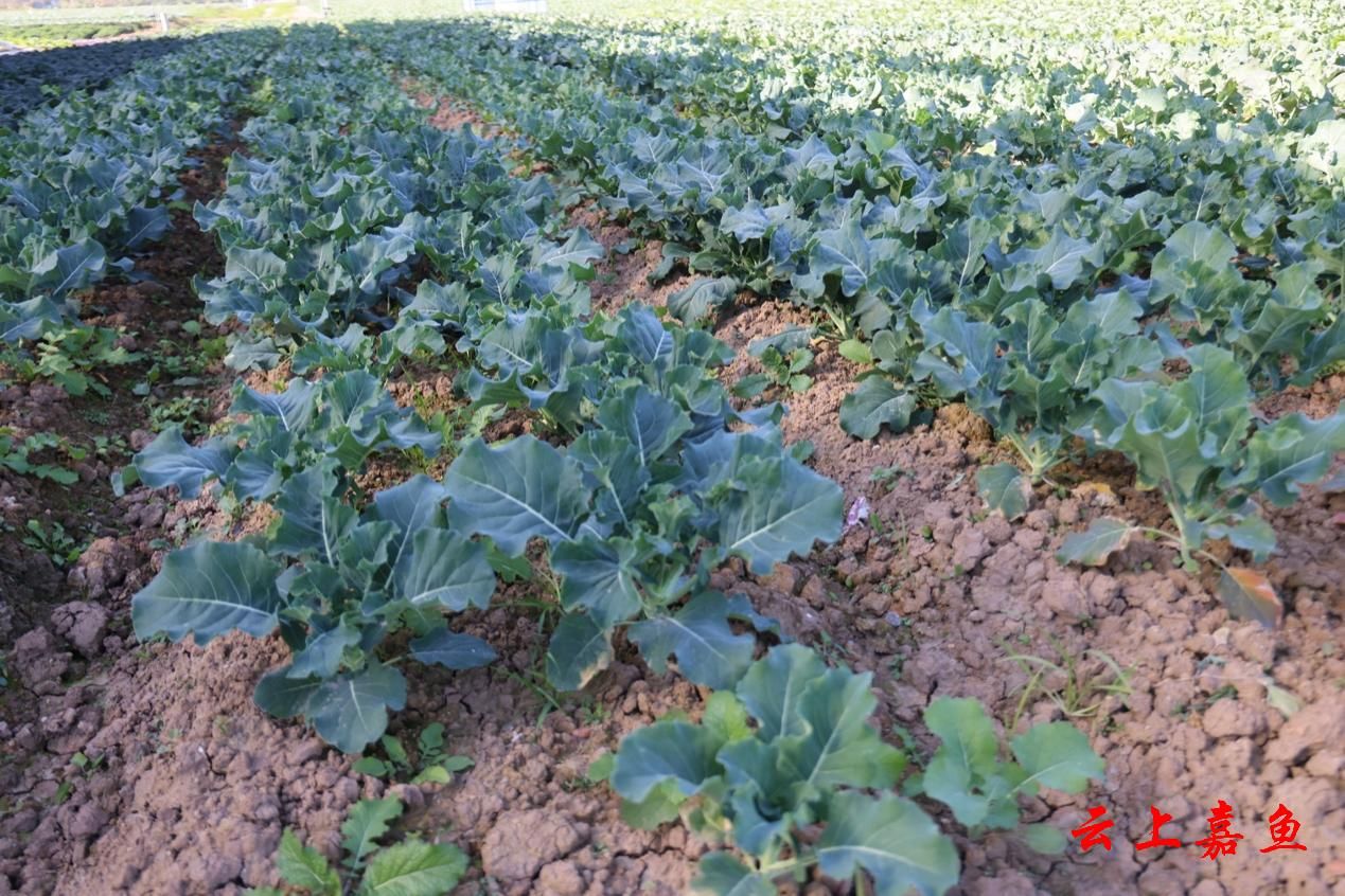 直播带货赋能咸宁嘉鱼蔬菜“线上走俏”(图3)