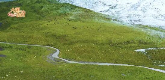 大国小村｜从雪山牧场到国际认证探访青海高原牧村的“破圈”之路(图1)