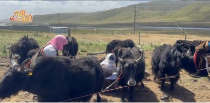 大国小村｜从雪山牧场到国际认证探访青海高原牧村的“破圈”之路(图2)