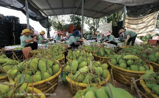 直播带货助力农产品销售激发农村经济活力的新途径(图1)