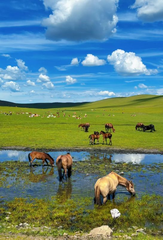 呼伦贝尔5天4晚当地品质游旅游团行程5日游路线+景点旅游攻略！(图1)