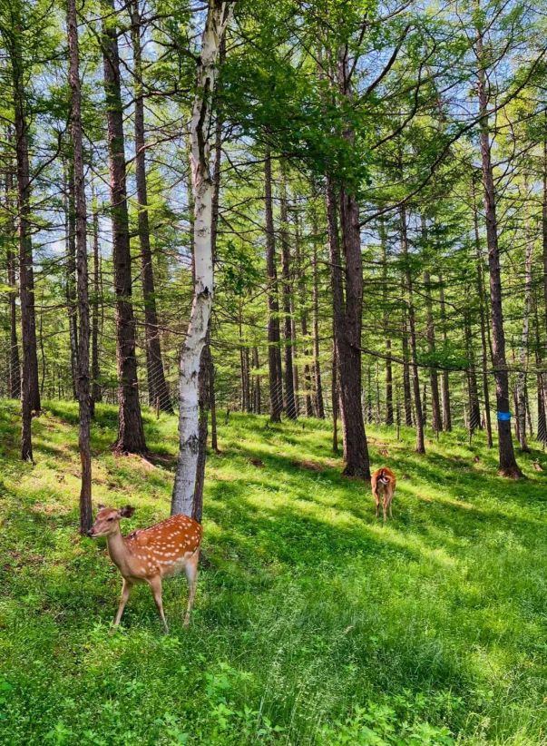 呼伦贝尔5天4晚当地品质游旅游团行程5日游路线+景点旅游攻略！(图3)
