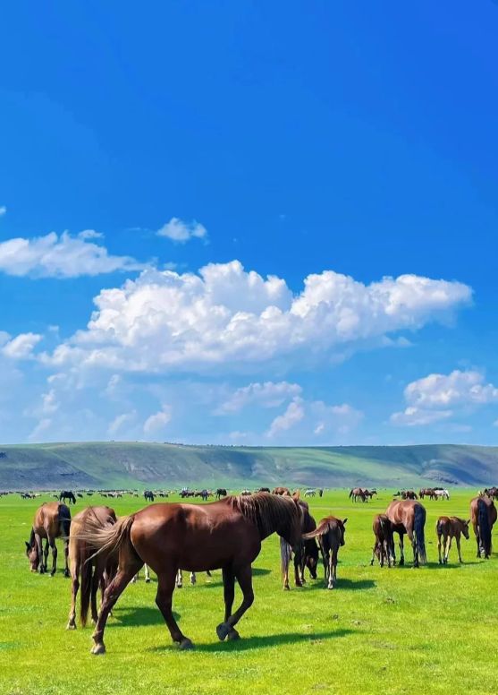 呼伦贝尔5天4晚当地品质游旅游团行程5日游路线+景点旅游攻略！(图4)