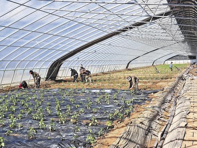 【新时代 新征程 新伟业·高质量发展调研行】澜沧江畔产业花开正当时——青海县域经济发展观察·囊谦篇(图2)