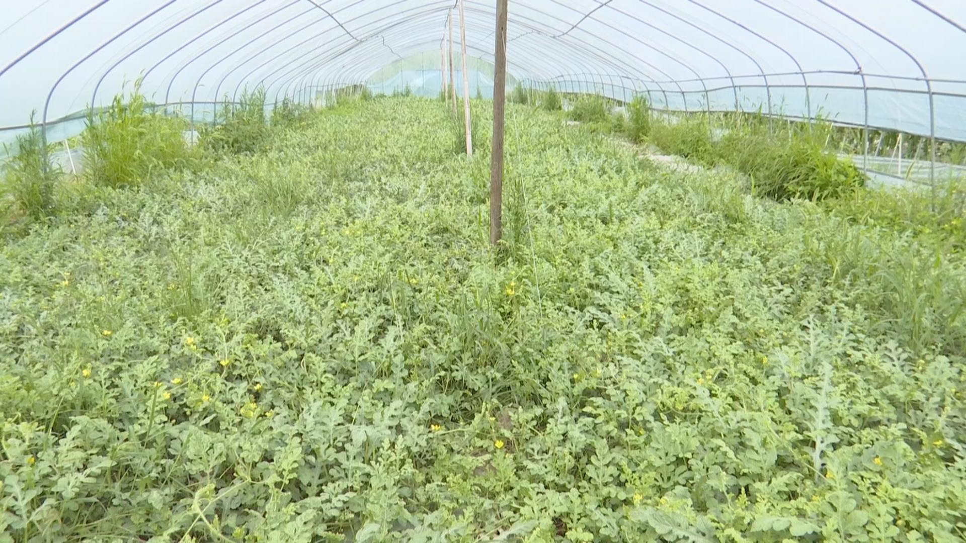 擦亮“湘”字号品牌 做好“土特产”文章 ——湖南省林下经济高质量发展观察③