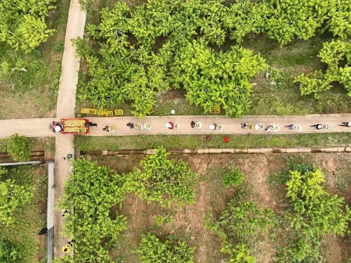 一场卖出2000余斤脆桃直播带货助农增收(图1)