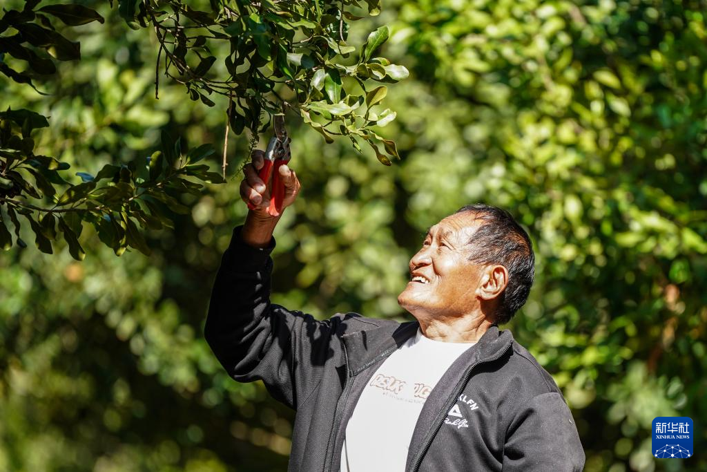 坚持耕耘得硕果——云南坚果产业发展观察(图7)